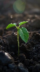 A young seedling emerges from the rich, dark soil, bathed in the light of the morning sun. Dewdrops glisten on the leaves, symbolizing new growth and fresh beginnings in a serene natural setting.