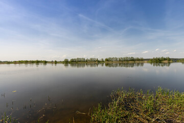 deciduous trees growing on the riverbank