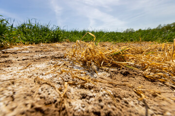 the destroyed wheat crop from the excessive use of mineral fertilizers