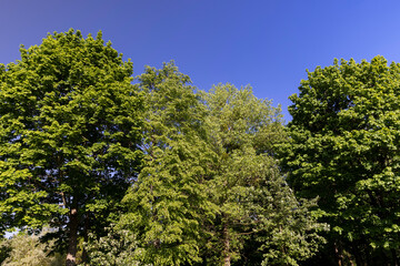 maples and other deciduous trees in the park in spring