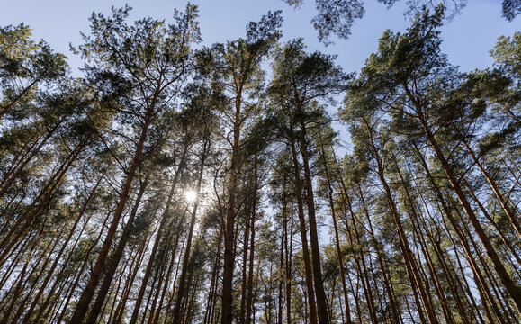 pine forest with tall trees against a blue sky background