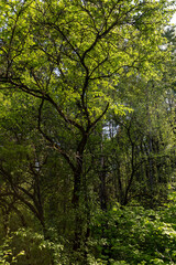 Fototapeta premium wildlife with different types of plants and shrubs