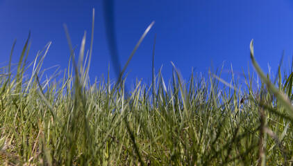 green grass growing on a hill in spring