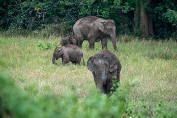 Herd of wild Asian elephants in beautiful nature.