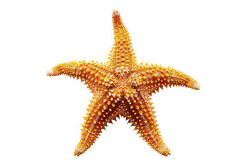 Starfish Isolated on transparent background