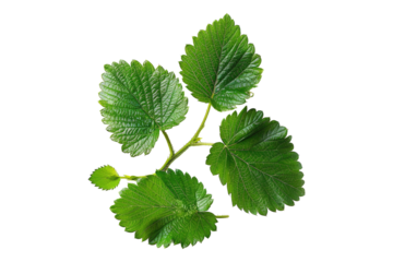 Strawberry leaves Isolated on transparent background