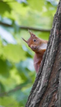 Vertical footage of a red squirrel standing on a tree trunk, on a sunny day with blur background