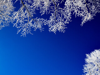 青空に映える霧氷の樹々　冬景色　長野県白馬村