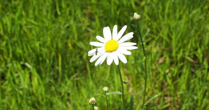  A Tenthredo (Elinora) koehleri sawfly feeding on pollen and  nectar of an oxeye daisy flower with white petals (Leucanthemum vulgare)
