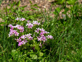 道端に咲いたムラサキカタバミ