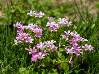 道端に咲いたムラサキカタバミ
