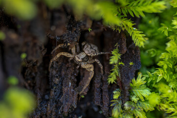 spider on moss
