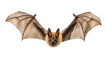 Vampire Bat Icon Isolated on Transparent Background