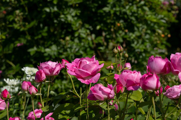 晴れた日のバラ