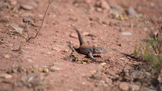 Western Whiptail lizard searching the desert for food in Southern Utah.