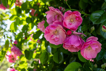 晴れた日のバラ