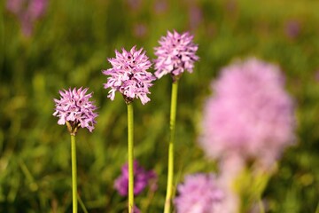 Group of wild three-toothed orchids with white pink flower blooming in meadow in grass on spring sunny day, fresh green and pink color of spring, beautiful floral background with natural bokeh