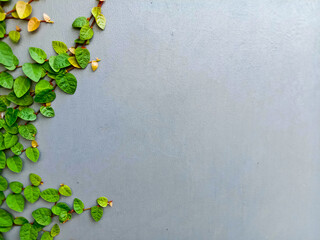 wall background with green vines