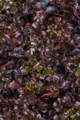 beautifully arranged background of leaves is natural pattern  of leaves that occurs by itself and background images of leaves are also commonly used for adding text onto empty space of the background