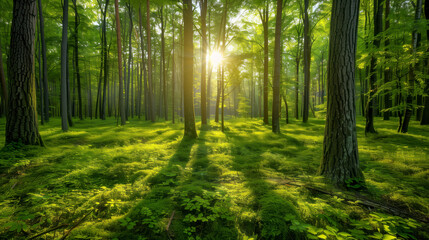 Fototapeta premium a lush green forest with sunlight filtering through the trees. represents the importance of protecting natural ecosystems for a healthy planet