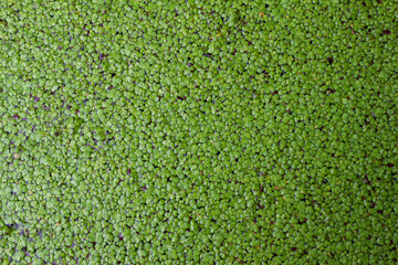 beautifully arranged background of leaves is natural pattern  of leaves that occurs by itself and background images of leaves are also commonly used for adding text onto empty space of the background