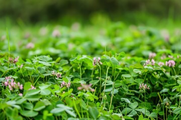 A close-up of a garden with cover crops like clover, showcasing dense green foliage and small pink flowers.