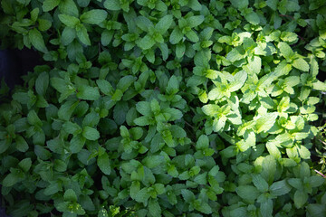 Fototapeta premium beautifully arranged background of leaves is natural pattern of leaves that occurs by itself and background images of leaves are also commonly used for adding text onto empty space of the background