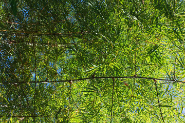 Fototapeta premium beautifully arranged background of leaves is natural pattern of leaves that occurs by itself and background images of leaves are also commonly used for adding text onto empty space of the background