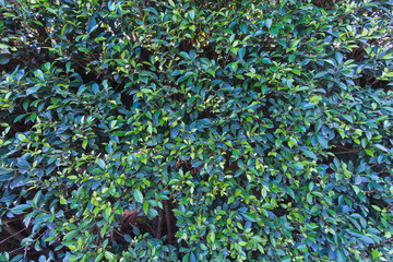 beautifully arranged background of leaves is natural pattern  of leaves that occurs by itself and background images of leaves are also commonly used for adding text onto empty space of the background