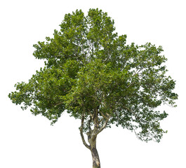 Obraz premium treesPNG
