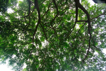 beautifully arranged background of leaves is natural pattern  of leaves that occurs by itself and background images of leaves are also commonly used for adding text onto empty space of the background