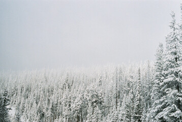 Snowy Montana forest with dense snow-covered pine trees