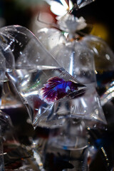 Aquarium fish cockerel (Betta splendens) at market.