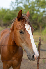 Naklejka premium Horse looking over wire fence
