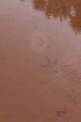 Bird tracks in mud in water