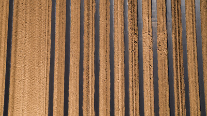 Cucumber beds covered with plastic foil ready for planting