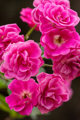 Beautiful pink rose flowers in green rainforest area