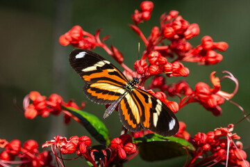 Beautiful butterfly feeding on red flowers in green rainforest