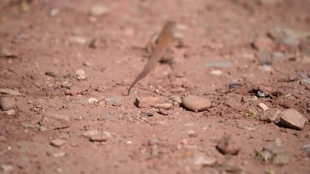 Western Whiptail lizard running away through the desert in Utah.