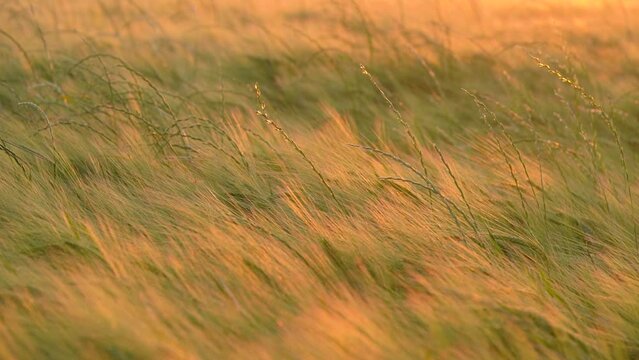 Golden Grass Swaying With The Wind In The Farmland At Sunset