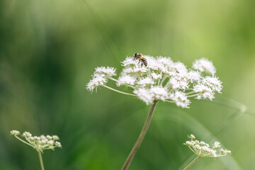 Bee on a delicate white flower in a lush green field