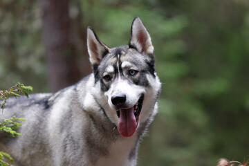 Husky dog with tongue out in the forest