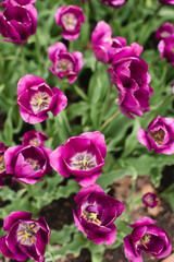 Top view of blooming Magenta tulips on a green background