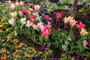 Beautifully planted variety of colorful spring flowers