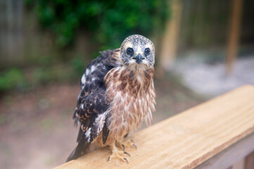 Juvenile hawk perched on a wooden railing