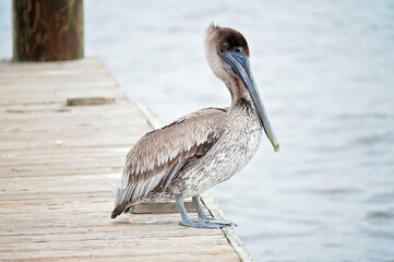 Brown pelican perched on a wooden dock by the water