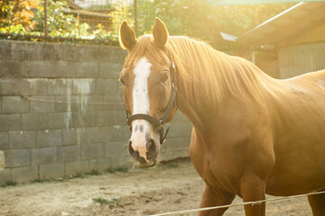 A horse in his stable backlight by the sun