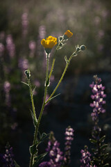 Backlit yellow wildflower, purple verbena backdrop