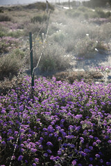 Purple verbena along fence line, dusty trail backdrop