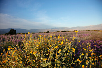 Desert wildflowers at sunrise, mountain backdrop